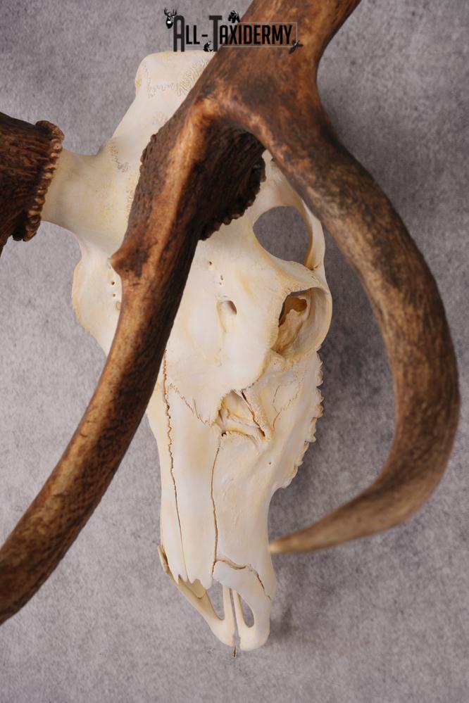 6x6 Elk Skull SKU 2834 - Image 6