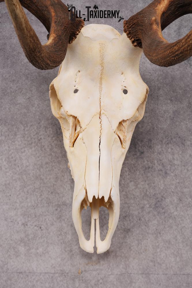 6x6 Elk Skull SKU 2834 - Image 5