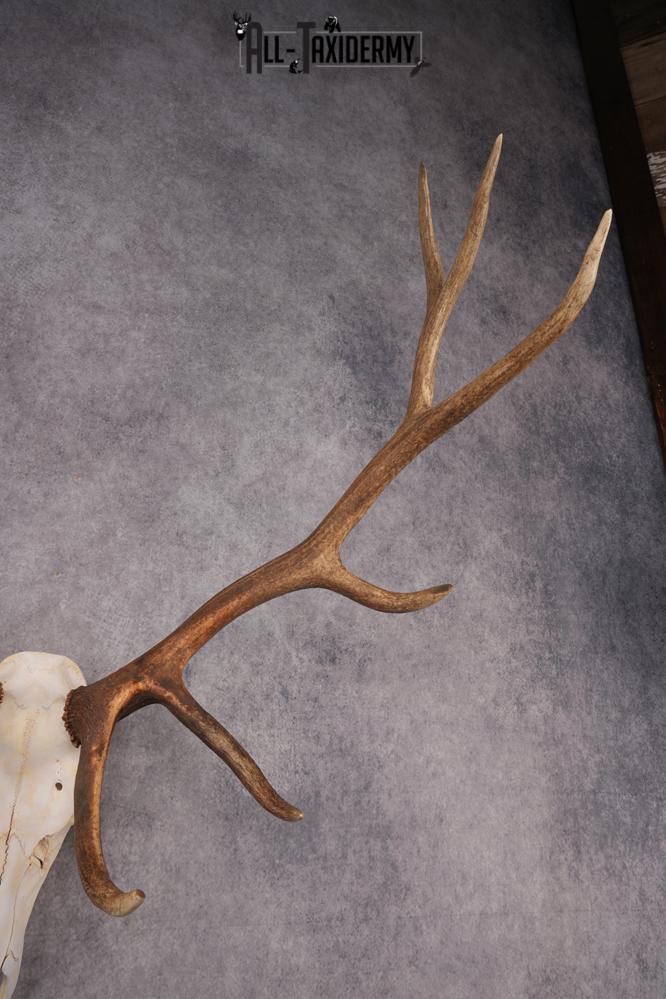 6x6 Elk Skull SKU 2834 - Image 4