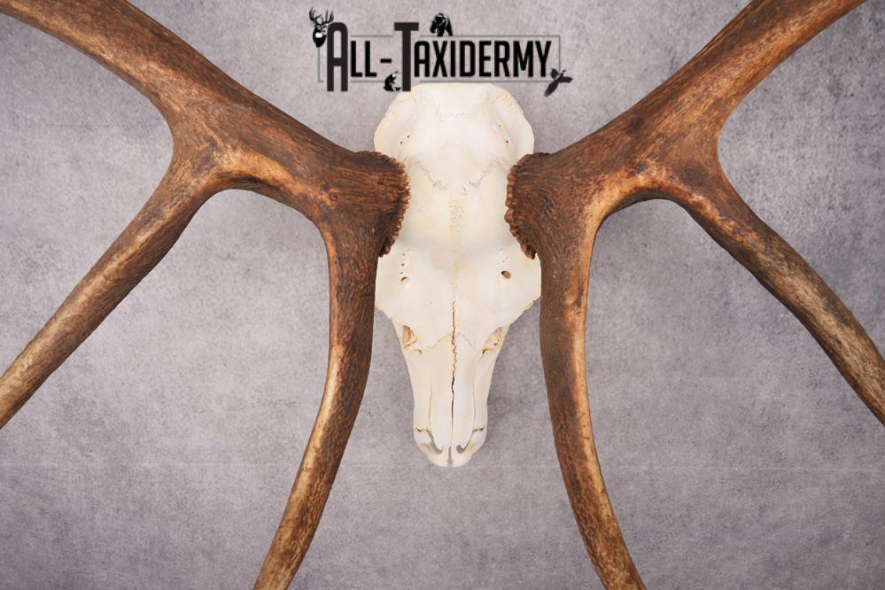 6x6 Elk Skull SKU 2834 - Image 2