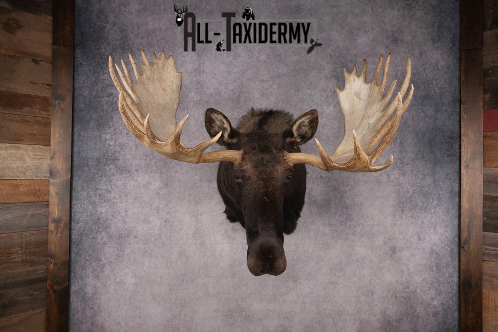 #1 Record Shiras Moose Shoulder Mount SKU 2903 - Image 14