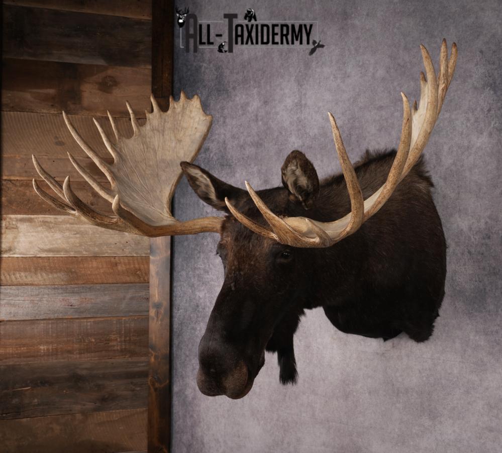 #1 Record Shiras Moose Shoulder Mount SKU 2903 - Image 13