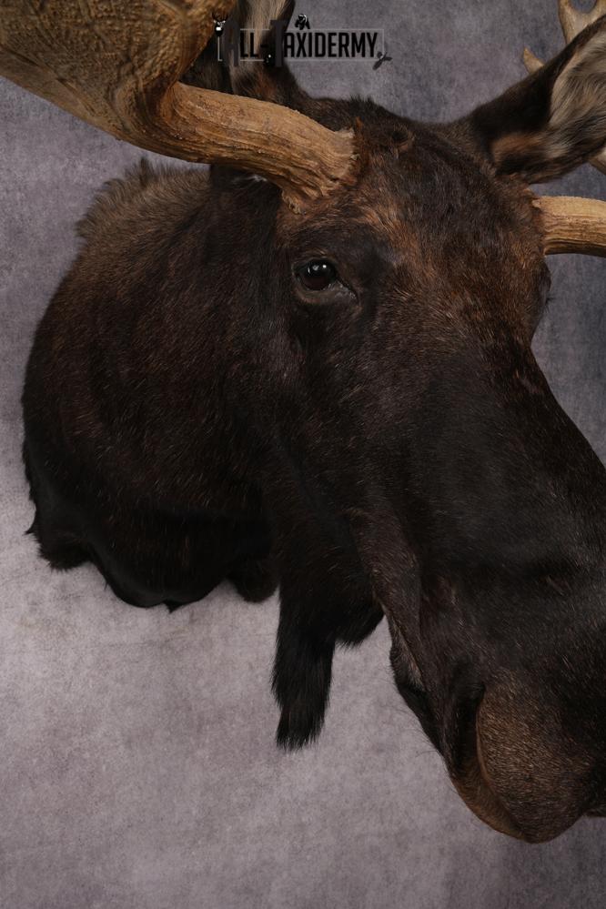 #1 Record Shiras Moose Shoulder Mount SKU 2903 - Image 11