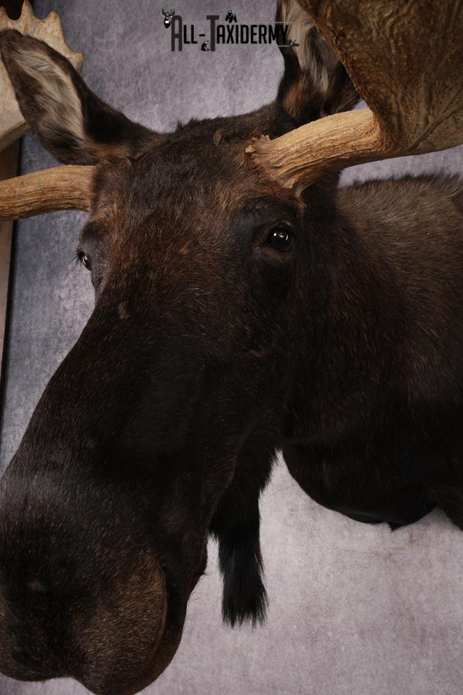 #1 Record Shiras Moose Shoulder Mount SKU 2903 - Image 10