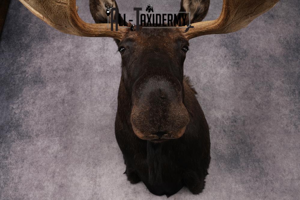 #1 Record Shiras Moose Shoulder Mount SKU 2903 - Image 9