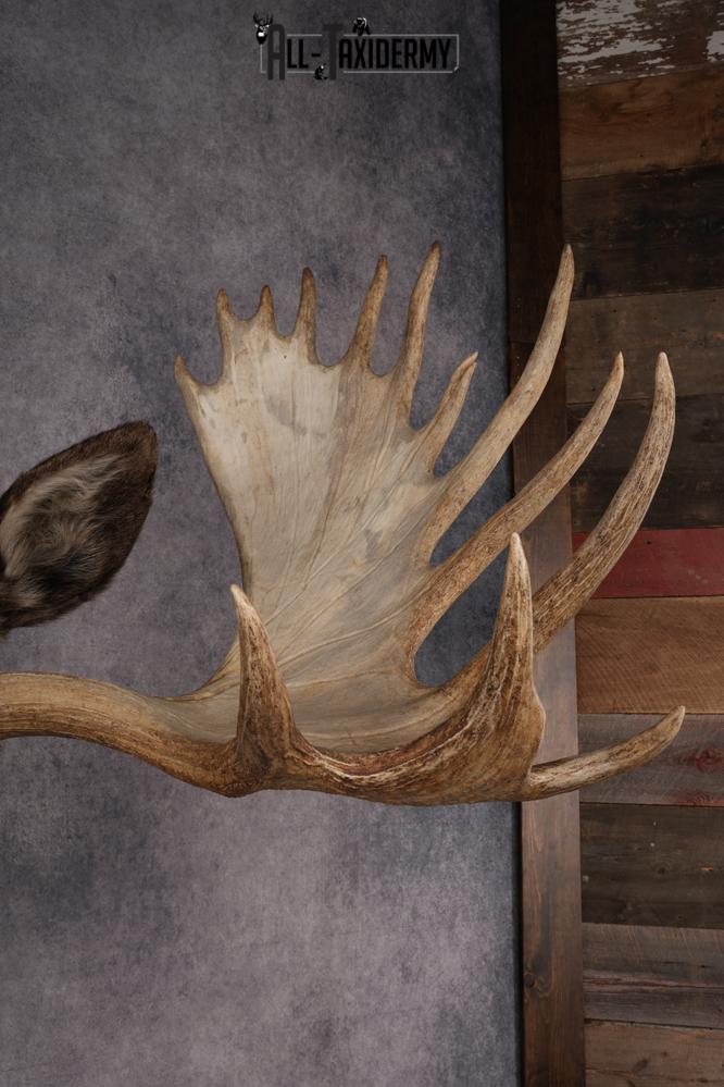 #1 Record Shiras Moose Shoulder Mount SKU 2903 - Image 8