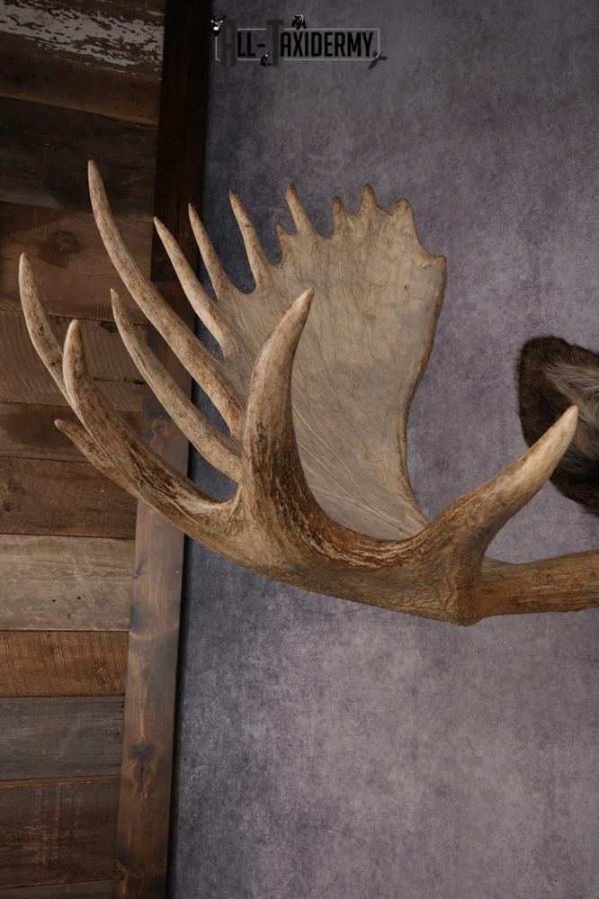 #1 Record Shiras Moose Shoulder Mount SKU 2903 - Image 7