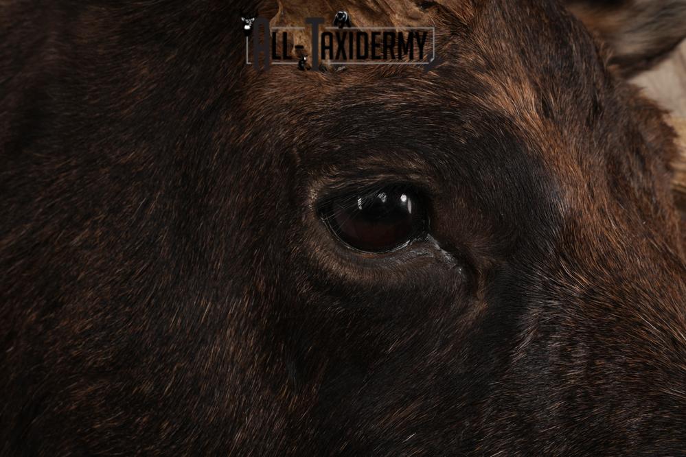 #1 Record Shiras Moose Shoulder Mount SKU 2903 - Image 6