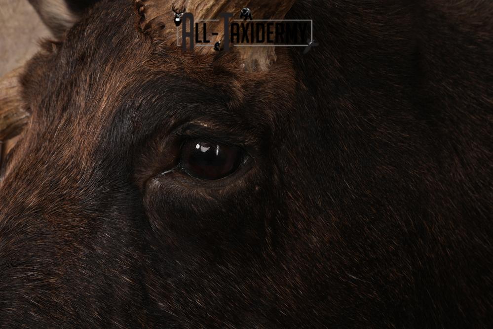 #1 Record Shiras Moose Shoulder Mount SKU 2903 - Image 5