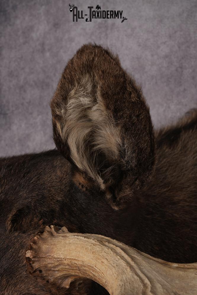 #1 Record Shiras Moose Shoulder Mount SKU 2903 - Image 4