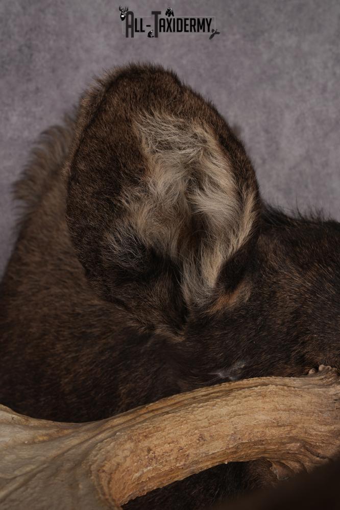 #1 Record Shiras Moose Shoulder Mount SKU 2903 - Image 3