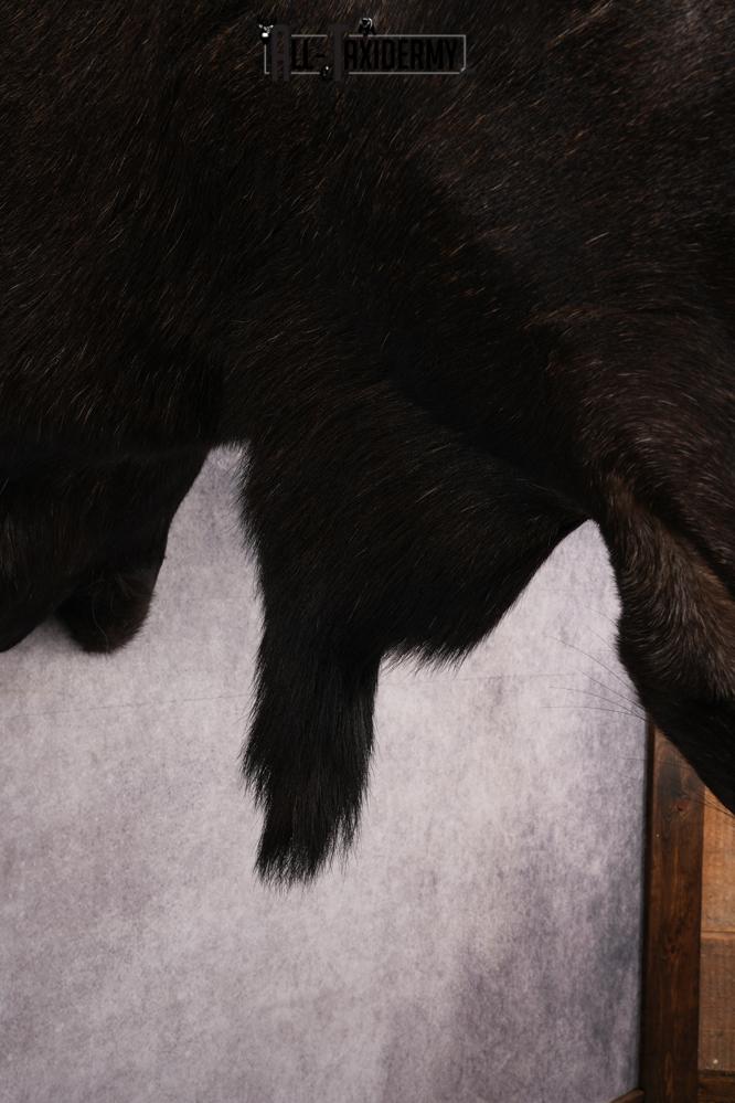 #1 Record Shiras Moose Shoulder Mount SKU 2903 - Image 2