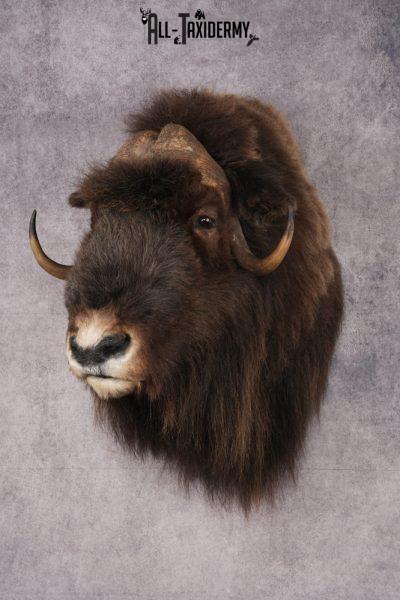 Musk Ox Shoulder Mount SKU 2893