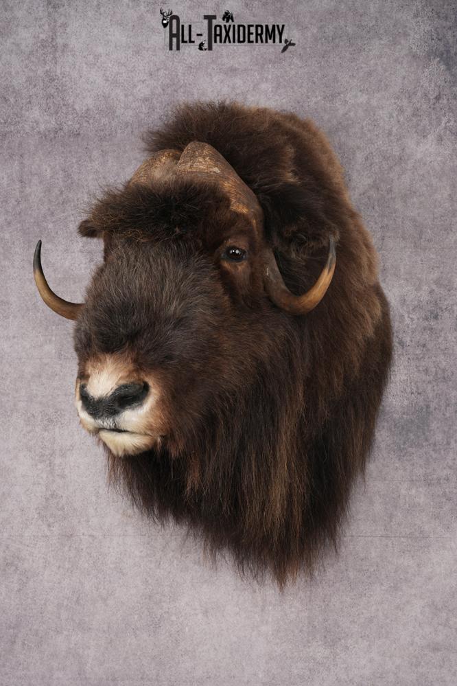 Musk Ox Shoulder Mount SKU 2893