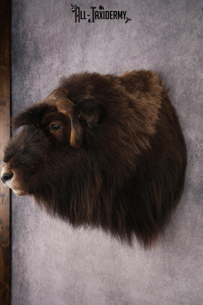 Musk Ox Shoulder Mount SKU 2893 - Image 9