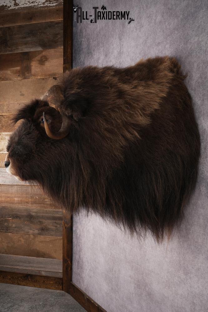 Musk Ox Shoulder Mount SKU 2893 - Image 8