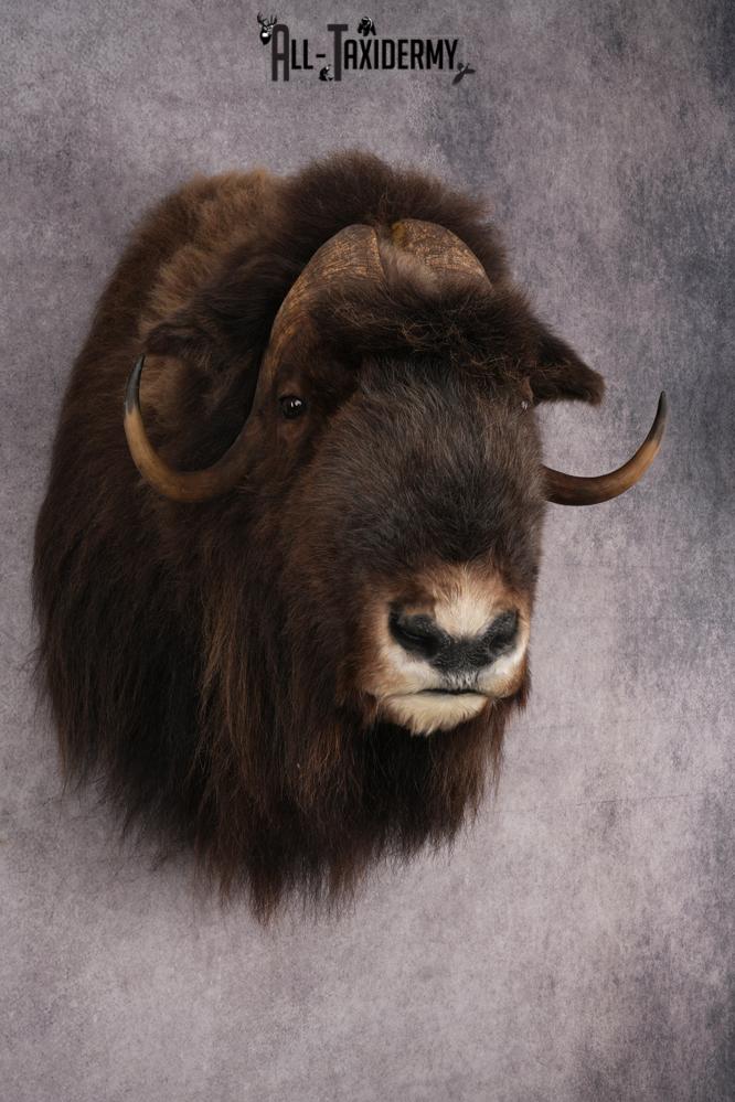 Musk Ox Shoulder Mount SKU 2893 - Image 7