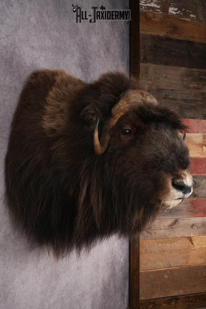 Musk Ox Shoulder Mount SKU 2893 - Image 6