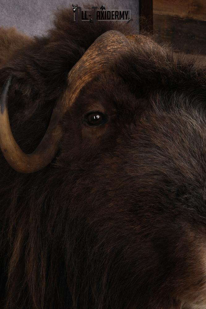 Musk Ox Shoulder Mount SKU 2893 - Image 5