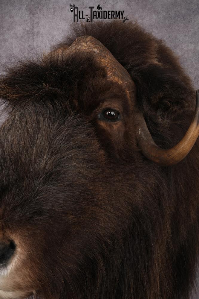 Musk Ox Shoulder Mount SKU 2893 - Image 4