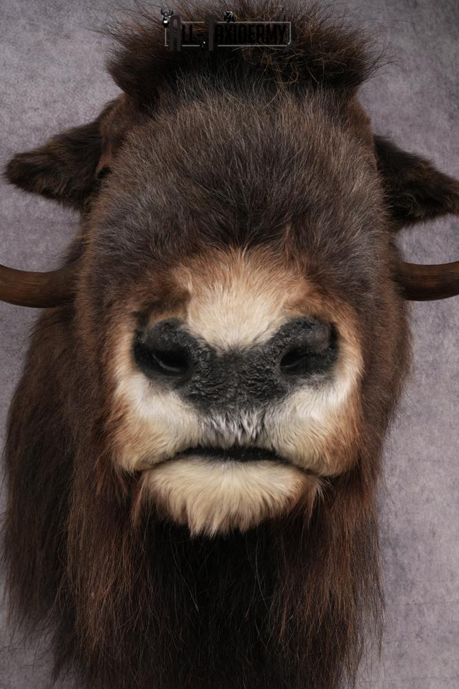 Musk Ox Shoulder Mount SKU 2893 - Image 3