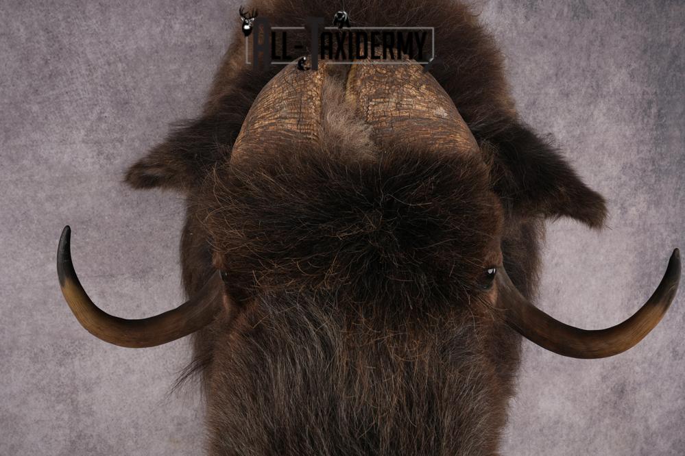 Musk Ox Shoulder Mount SKU 2893 - Image 2