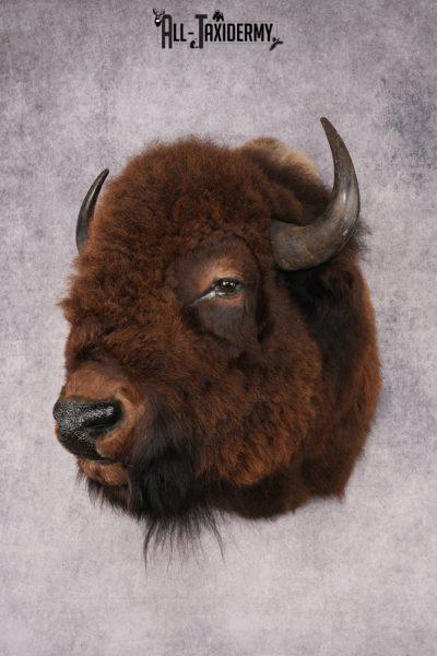 Bison Head