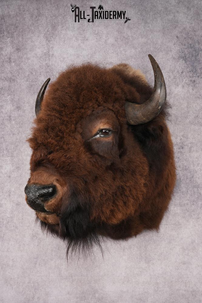 Bison Head