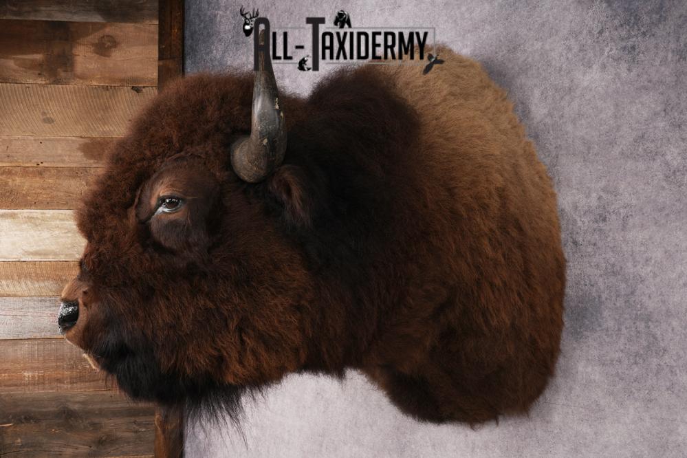 Bison Shoulder Mount SKU 2897 - Image 10