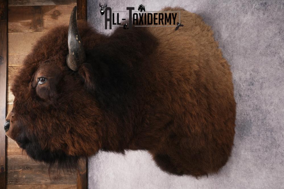 Bison Shoulder Mount SKU 2897 - Image 9