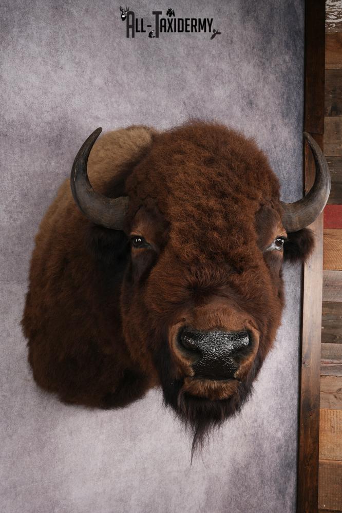 Bison Shoulder Mount SKU 2897 - Image 8