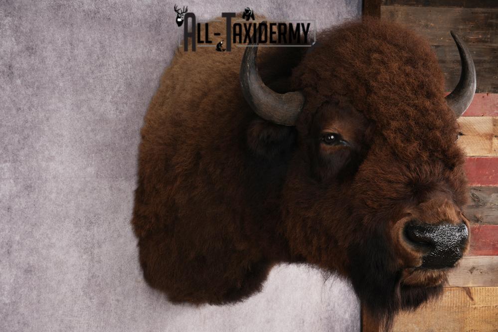 Bison Shoulder Mount SKU 2897 - Image 7