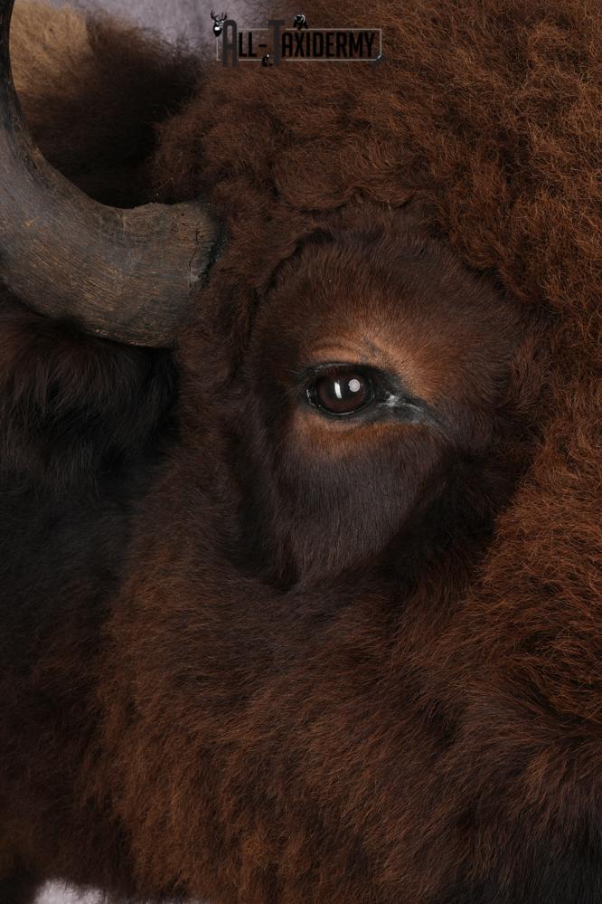 Bison Shoulder Mount SKU 2897 - Image 6