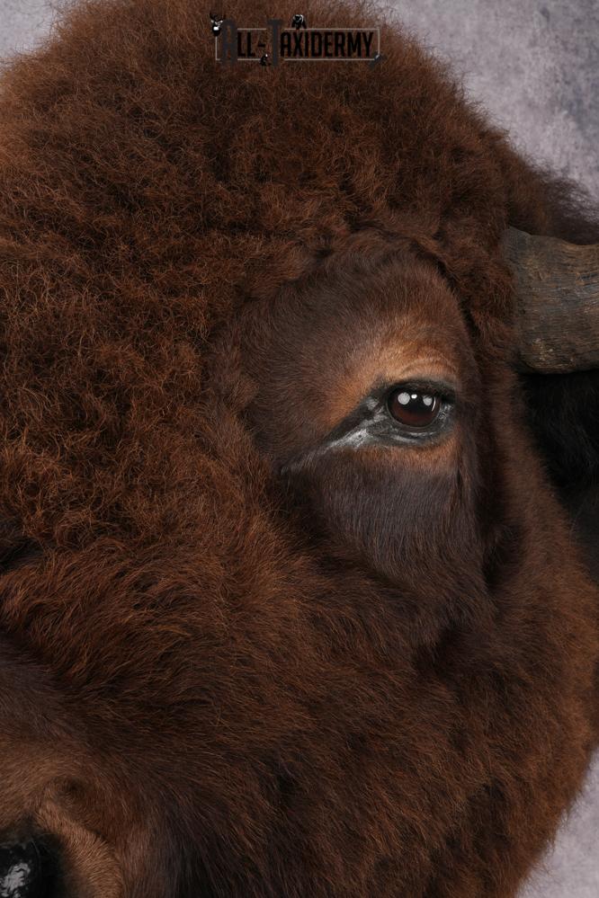 Bison Shoulder Mount SKU 2897 - Image 5