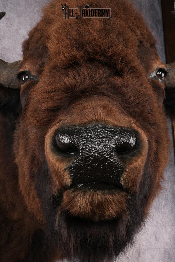 Bison Shoulder Mount SKU 2897 - Image 4