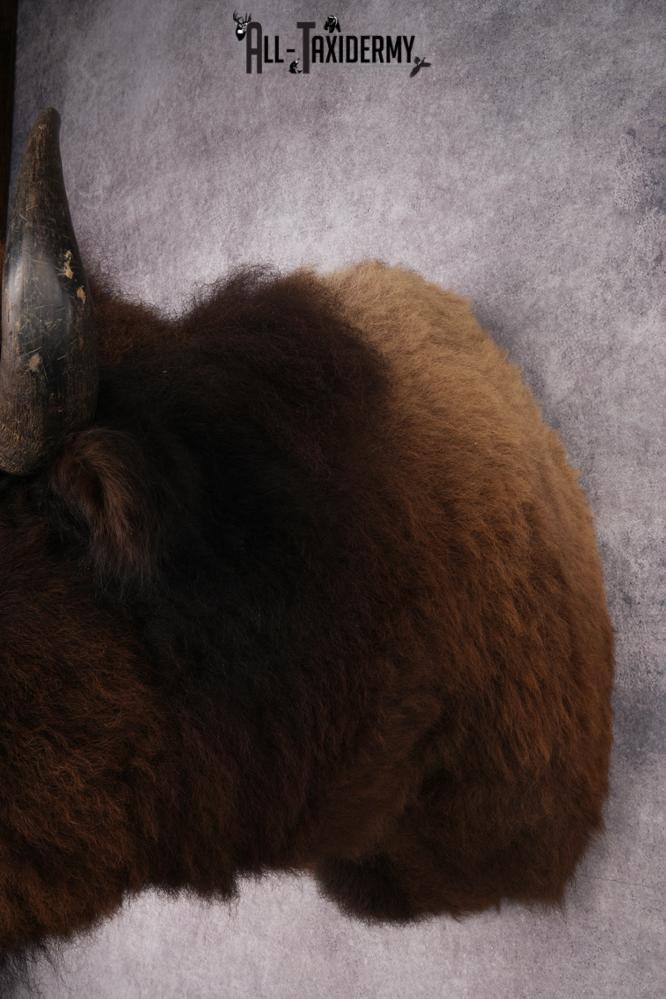 Bison Shoulder Mount SKU 2897 - Image 3