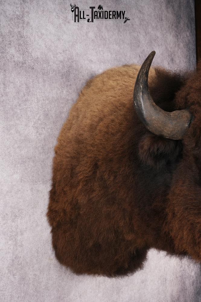 Bison Shoulder Mount SKU 2897 - Image 2