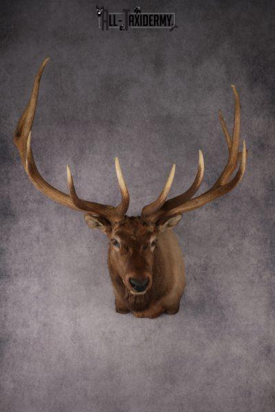 Elk Shoulder Mount Taxidermy