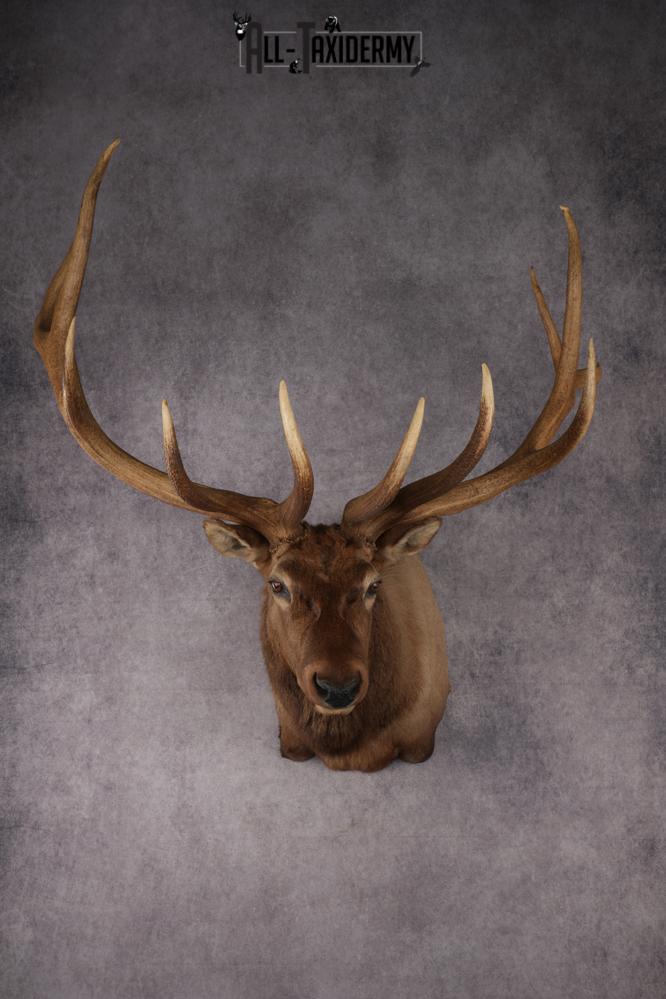 Elk Shoulder Mount Taxidermy