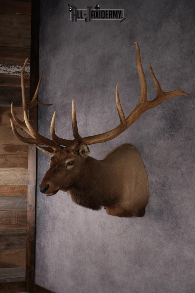 Elk Taxidermy Shoulder Mount SKU 2832 - Image 8