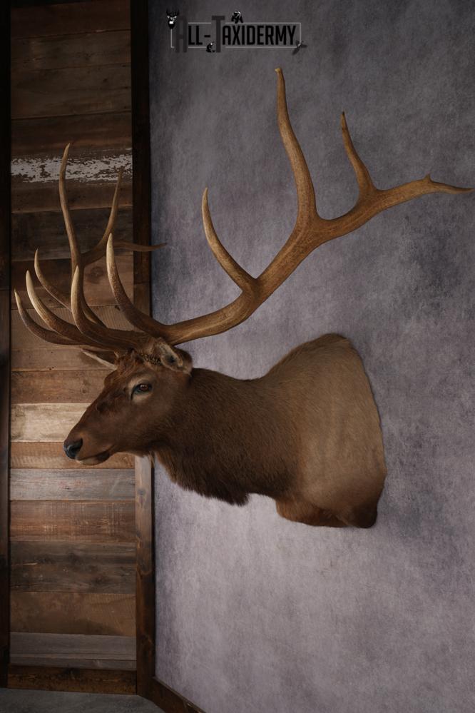 Elk Mount