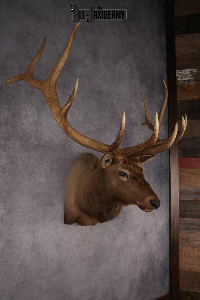 Elk Taxidermy Shoulder Mount SKU 2832 - Image 6
