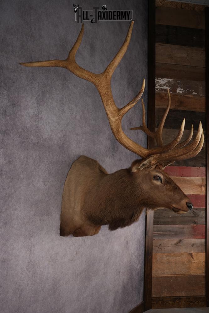 Elk Taxidermy Shoulder Mount SKU 2832 - Image 5