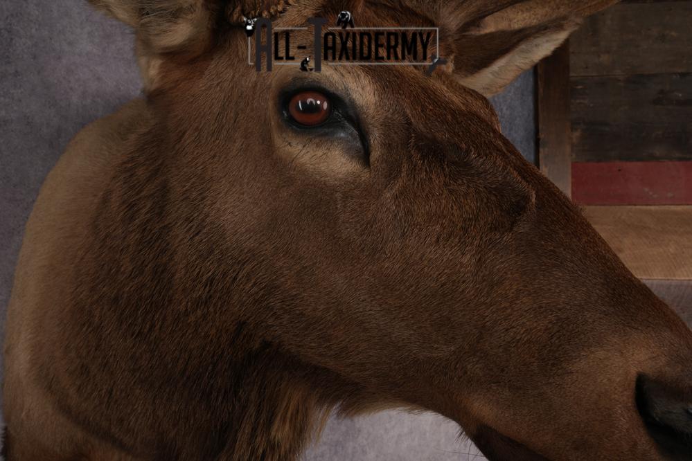 Elk Taxidermy Shoulder Mount SKU 2832 - Image 4