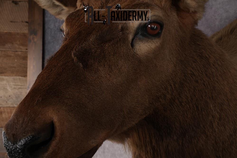 Elk Taxidermy Shoulder Mount SKU 2832 - Image 3