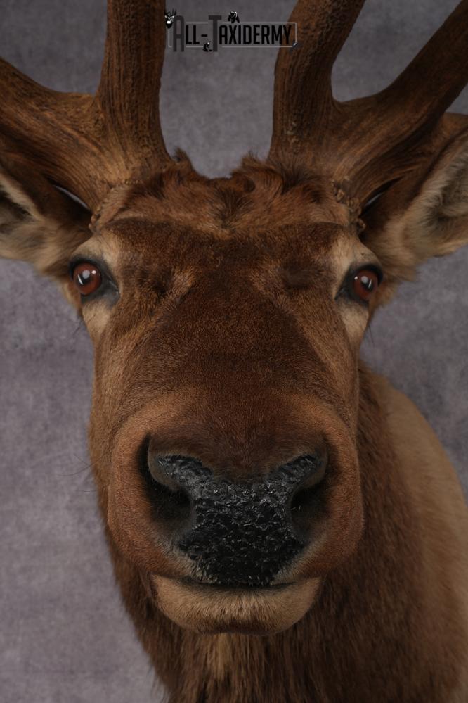 Elk Taxidermy Shoulder Mount SKU 2832 - Image 2