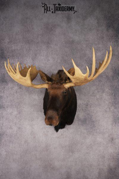 Shiras Moose Reproduction #1 Record SKU 2836