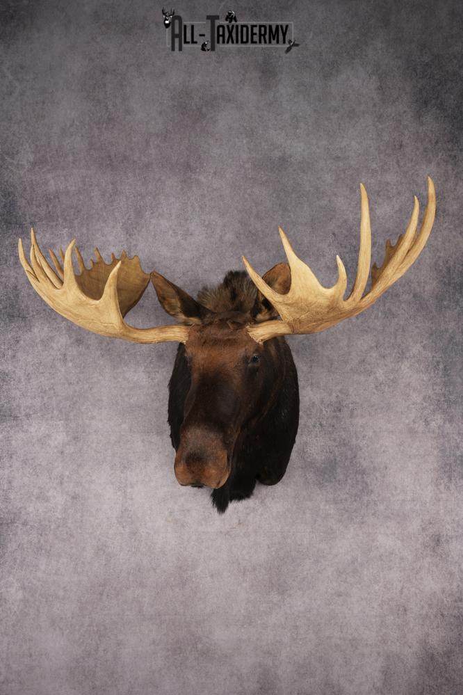 Shiras Moose Reproduction #1 Record SKU 2836