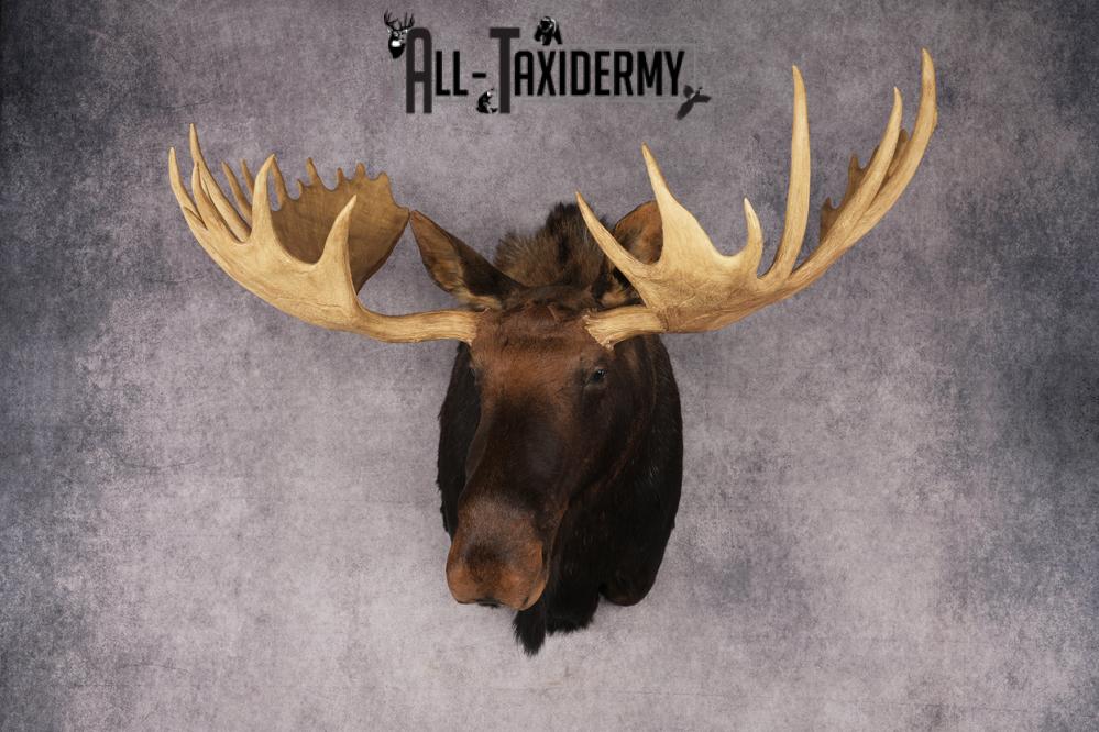 Shiras Moose Reproduction #1 Record SKU 2836 - Image 12