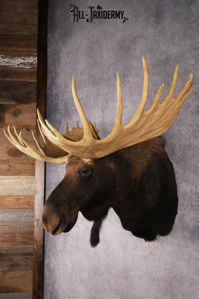 Shiras Moose Reproduction #1 Record SKU 2836 - Image 11